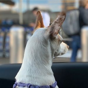 Meet your Posher, Scout